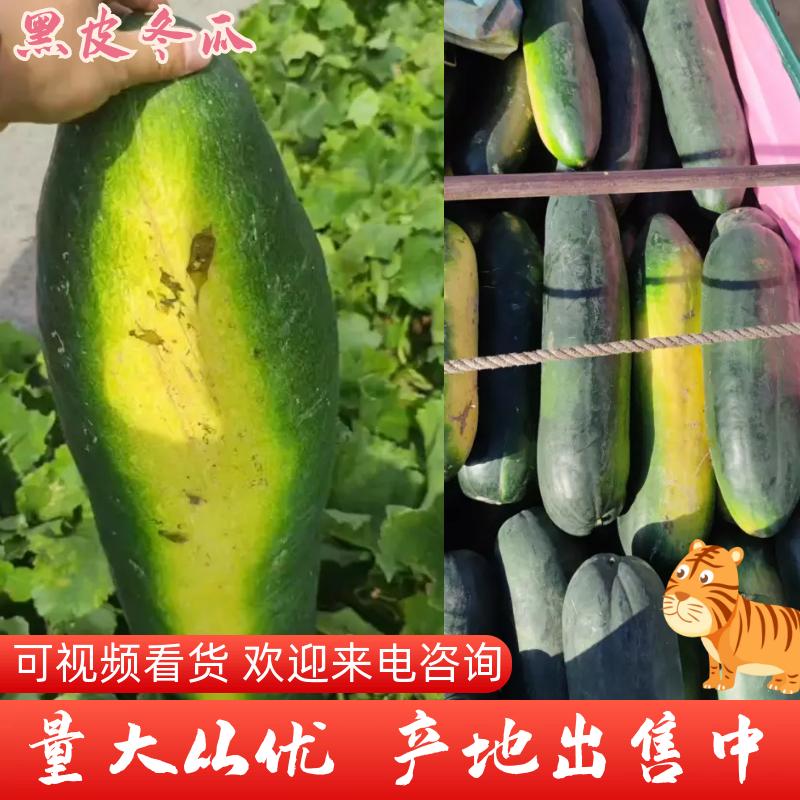 江苏盐城黑皮冬瓜地冬瓜大量上市，欢迎老板前来考察