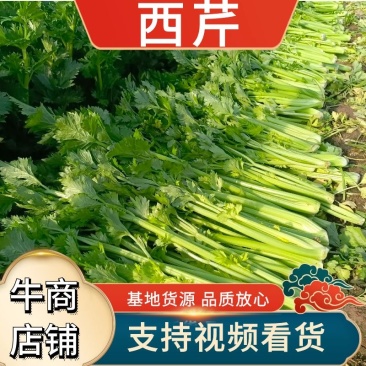【热卖】精品西芹，产地货源，规格齐全，欢迎各位老板电联