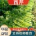 【热卖】精品西芹，产地货源，规格齐全，欢迎各位老板电联