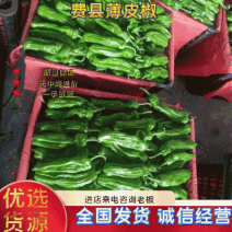 精品薄皮芜湖椒，苏椒5号，砀椒品种全，代收代发全国