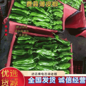 精品薄皮芜湖椒，苏椒5号，砀椒品种全，代收代发全国