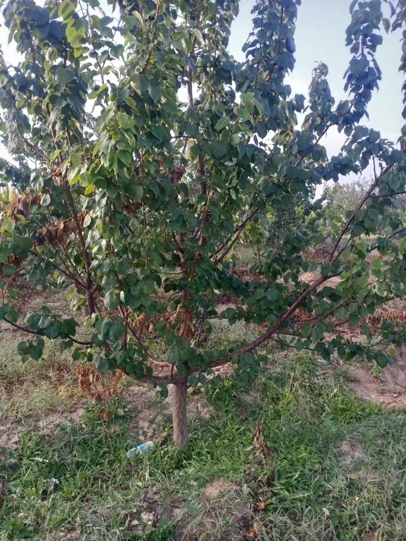 【优质杏树】基地直销保质保量规格齐全专业管理