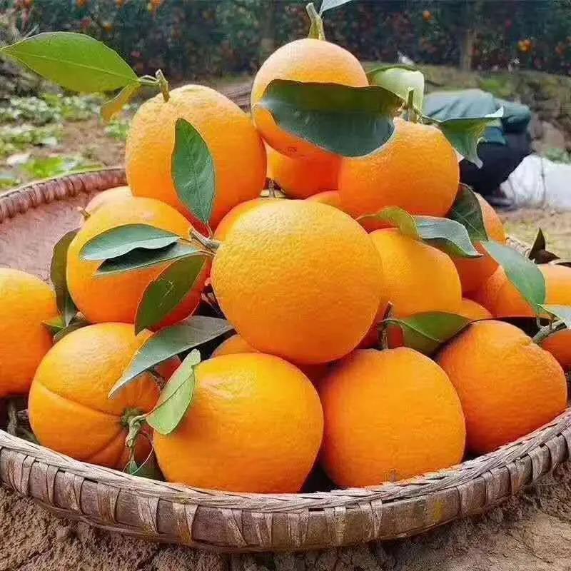 【实力供货】九月红果冻橙精品柑桔产地批发一手货源全国发货