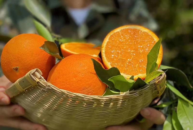 【实力供货】九月红果冻橙精品柑桔产地批发一手货源全国发货