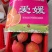 精品批发爱媛果冻橙.个大皮薄，入口即化，一手货源量大从优