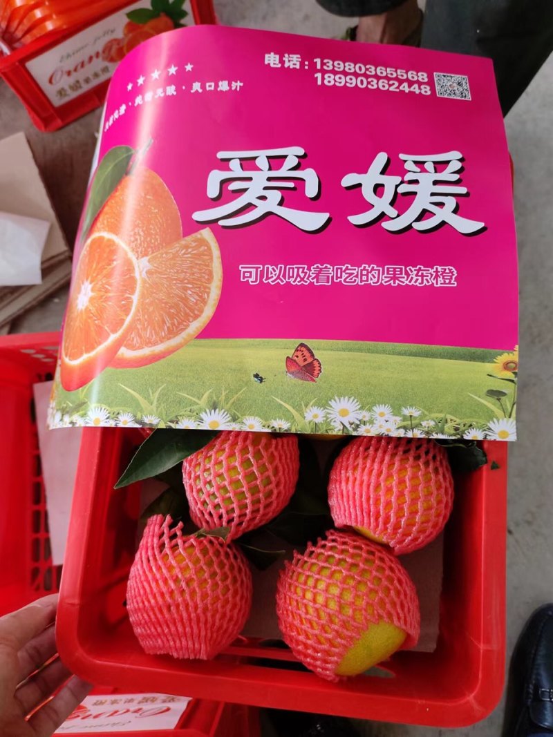 精品批发爱媛果冻橙.个大皮薄，入口即化，一手货源量大从优