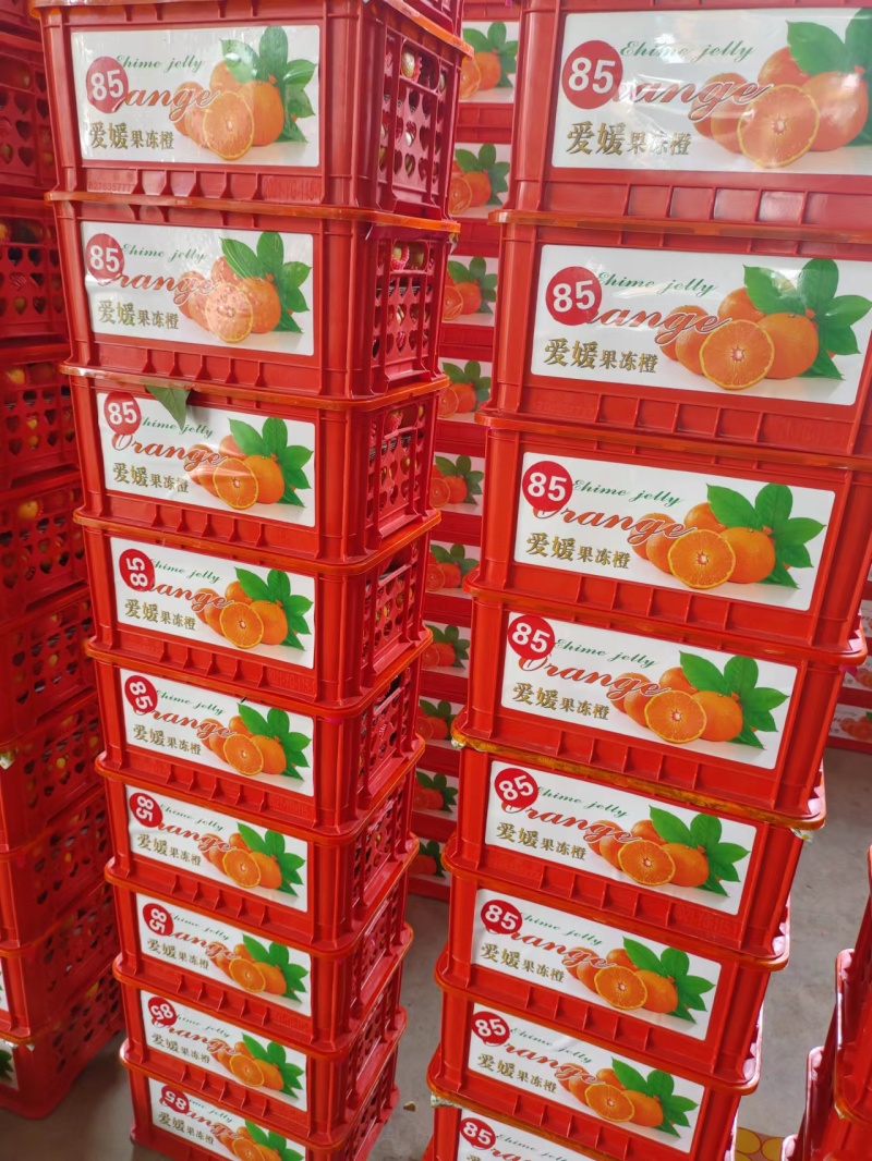 精品批发爱媛果冻橙.个大皮薄，入口即化，一手货源量大从优