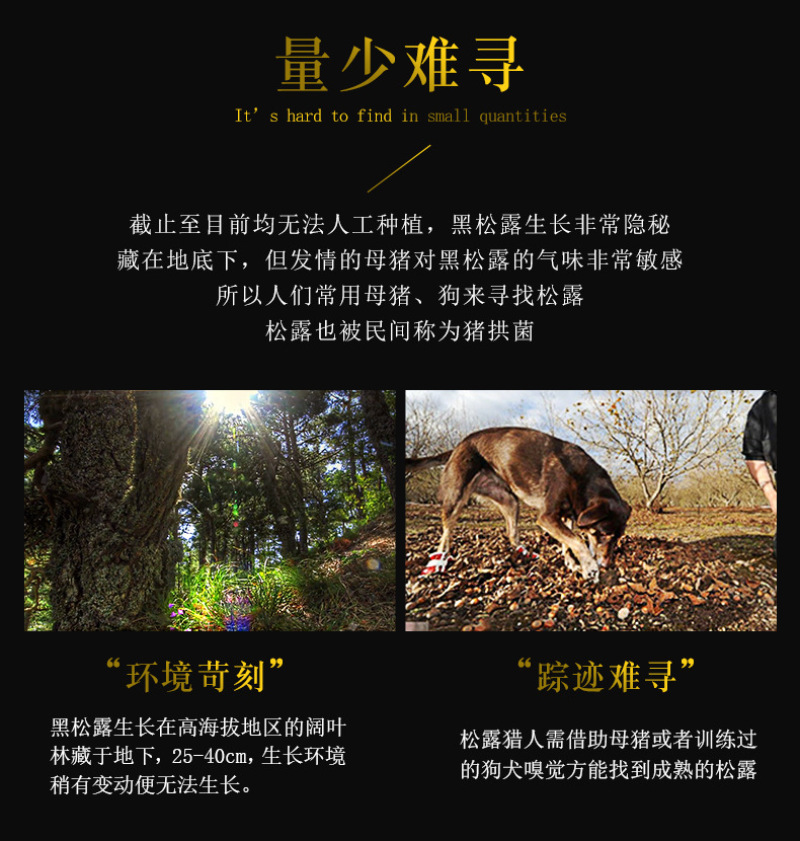 黑松露