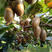 翠香猕猴桃苗品种纯正现挖现发根系发达