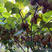 翠香猕猴桃苗品种纯正现挖现发根系发达
