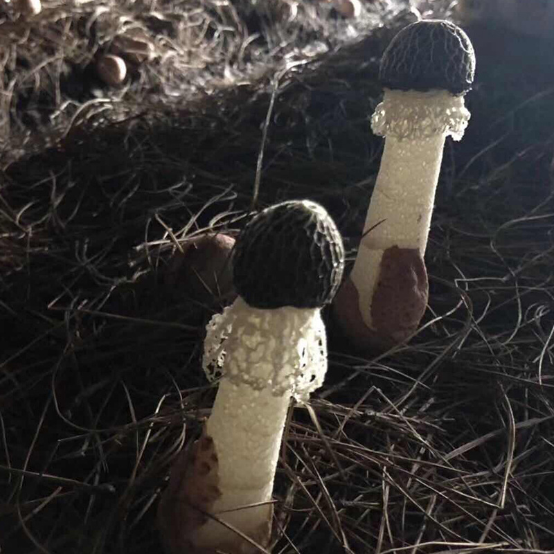竹荪