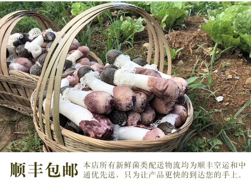 竹荪