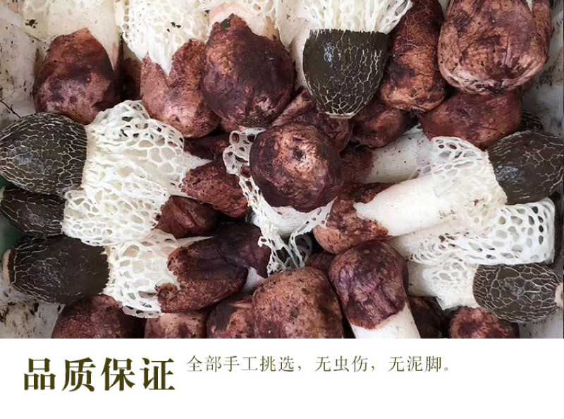 竹荪