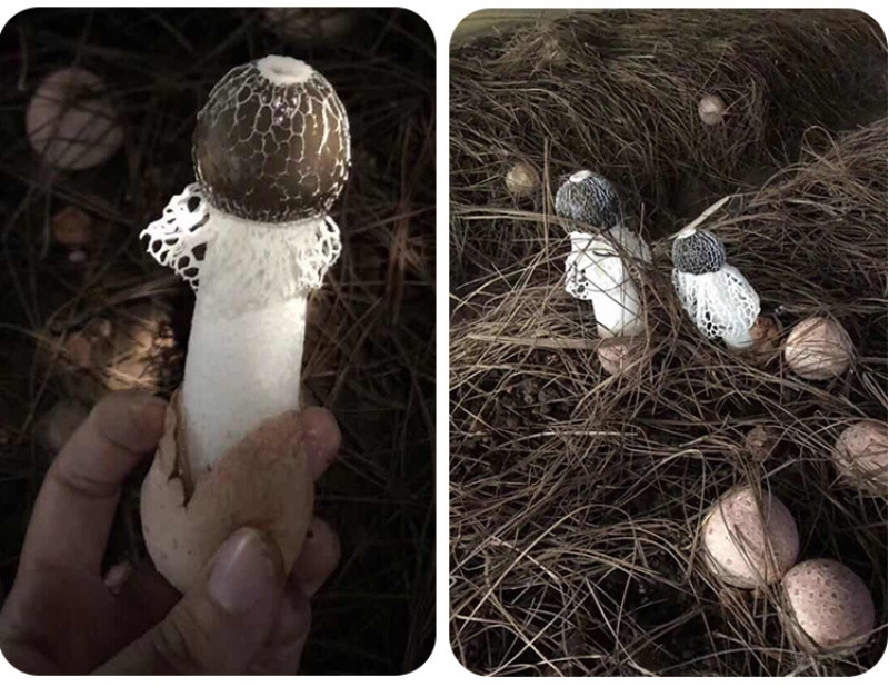 竹荪