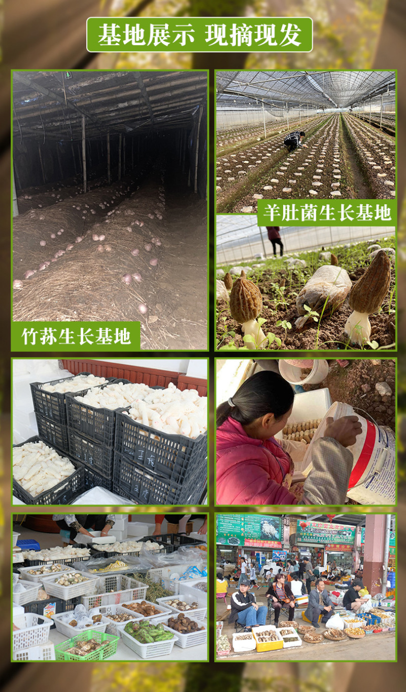 黑皮鸡枞