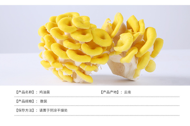 鸡油菌