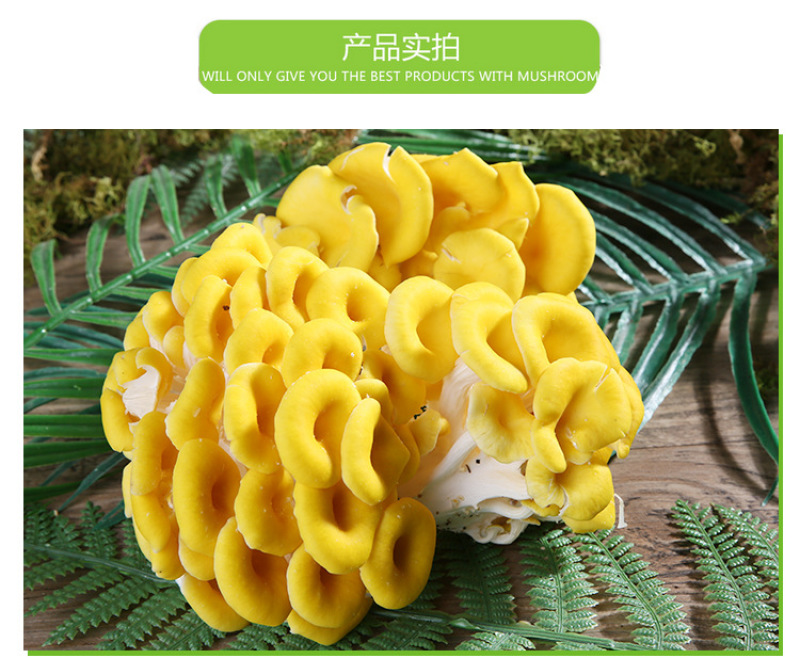 鸡油菌