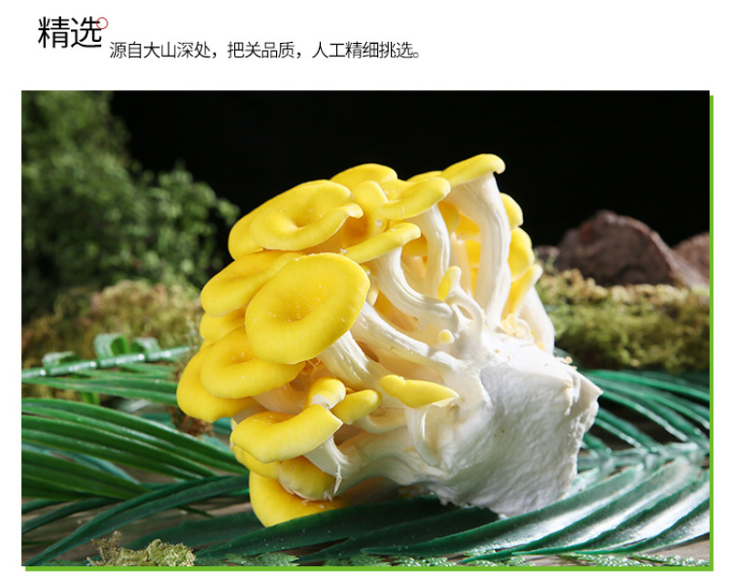 鸡油菌