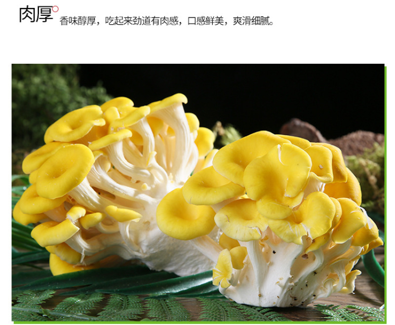 鸡油菌