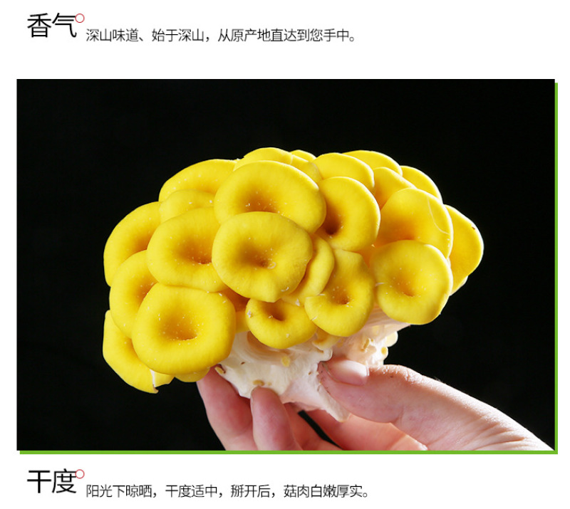 鸡油菌