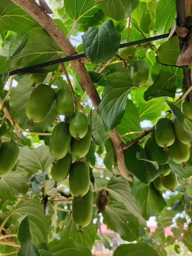 龙城二号软枣猕猴桃苗品种纯正根系发达