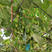 龙城二号软枣猕猴桃苗品种纯正根系发达
