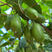 软枣猕猴桃苗品种纯正根系发达现挖现发
