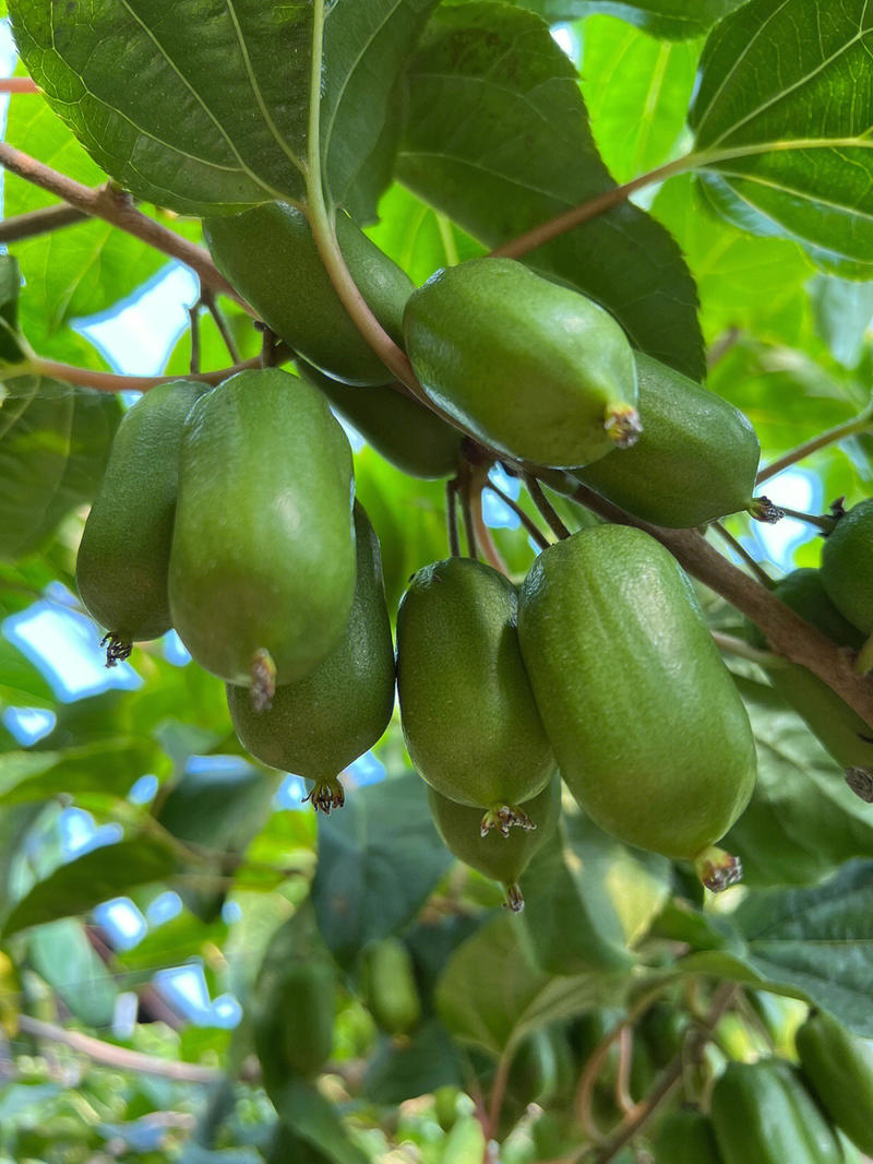 软枣猕猴桃苗品种纯正根系发达现挖现发