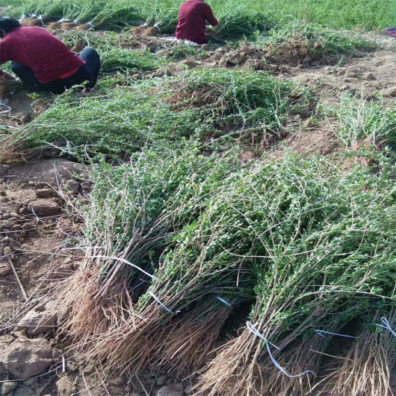 菜枸杞苗菜用枸杞种子枸杞芽种苗叶用枸杞苗高产枸杞头种子
