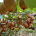 徐香猕猴桃苗品种纯正根系发达现挖现发