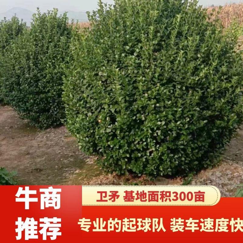 卫矛球1米卫矛球1.2米卫矛球1.5米卫矛球