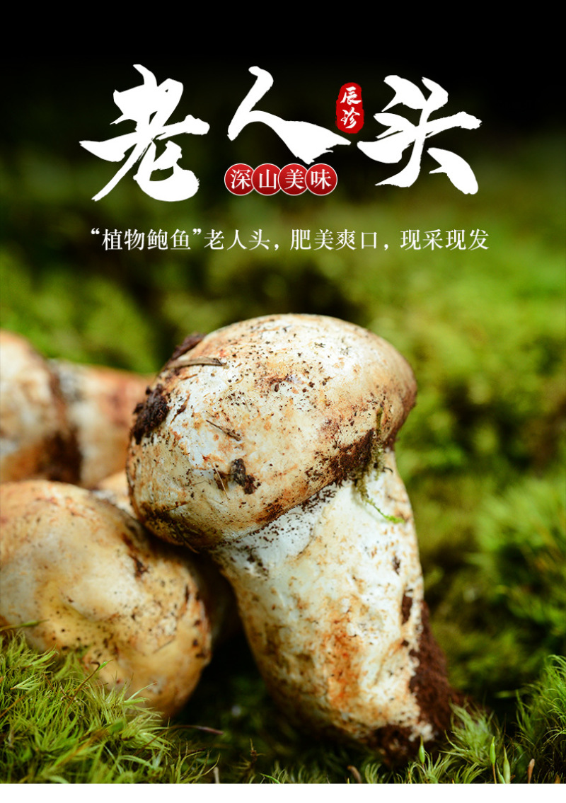 老人头