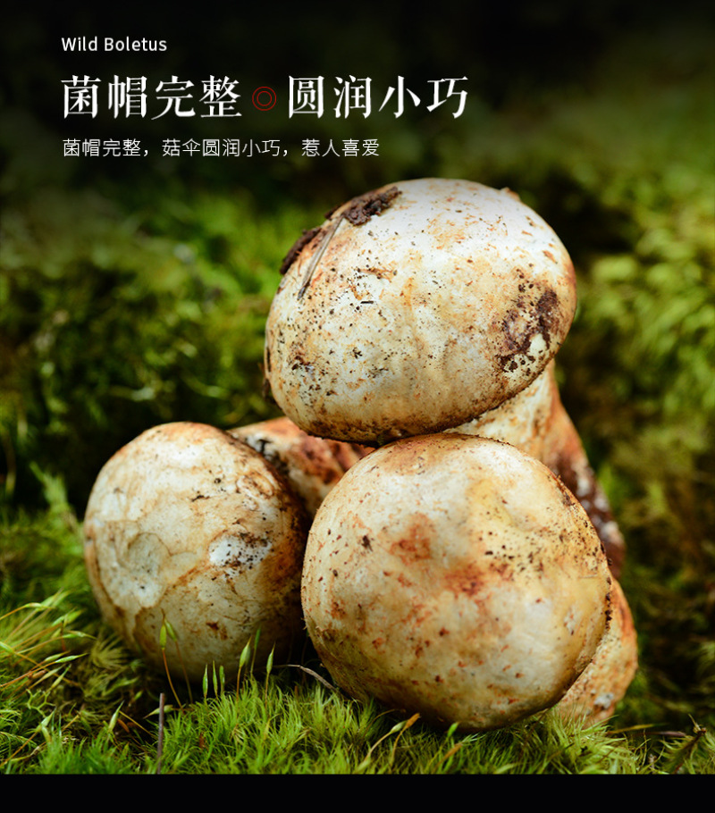 老人头