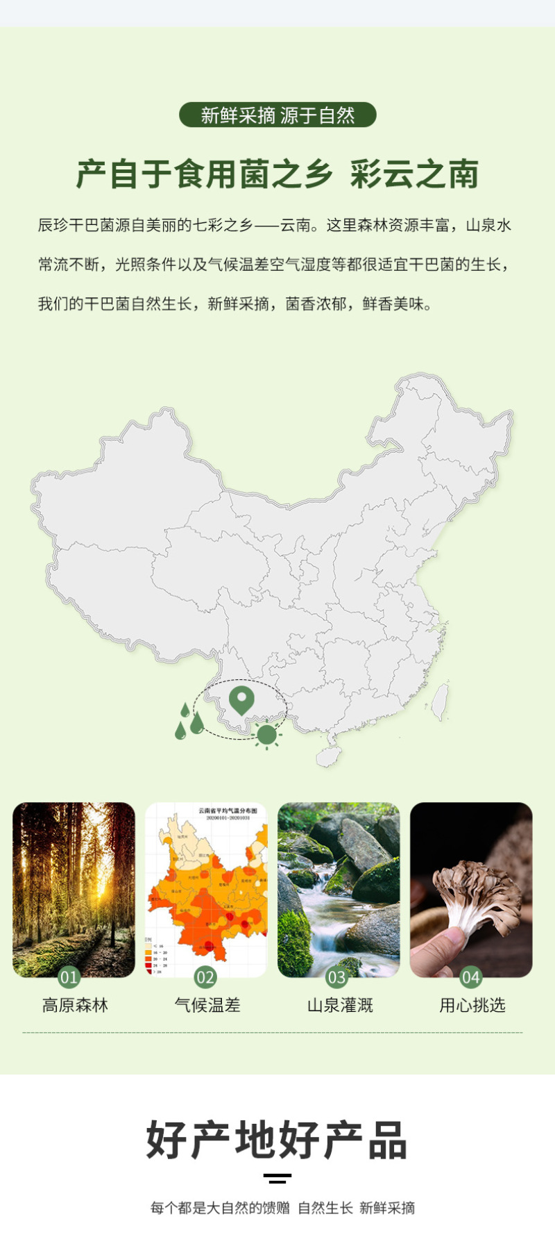 干巴菌