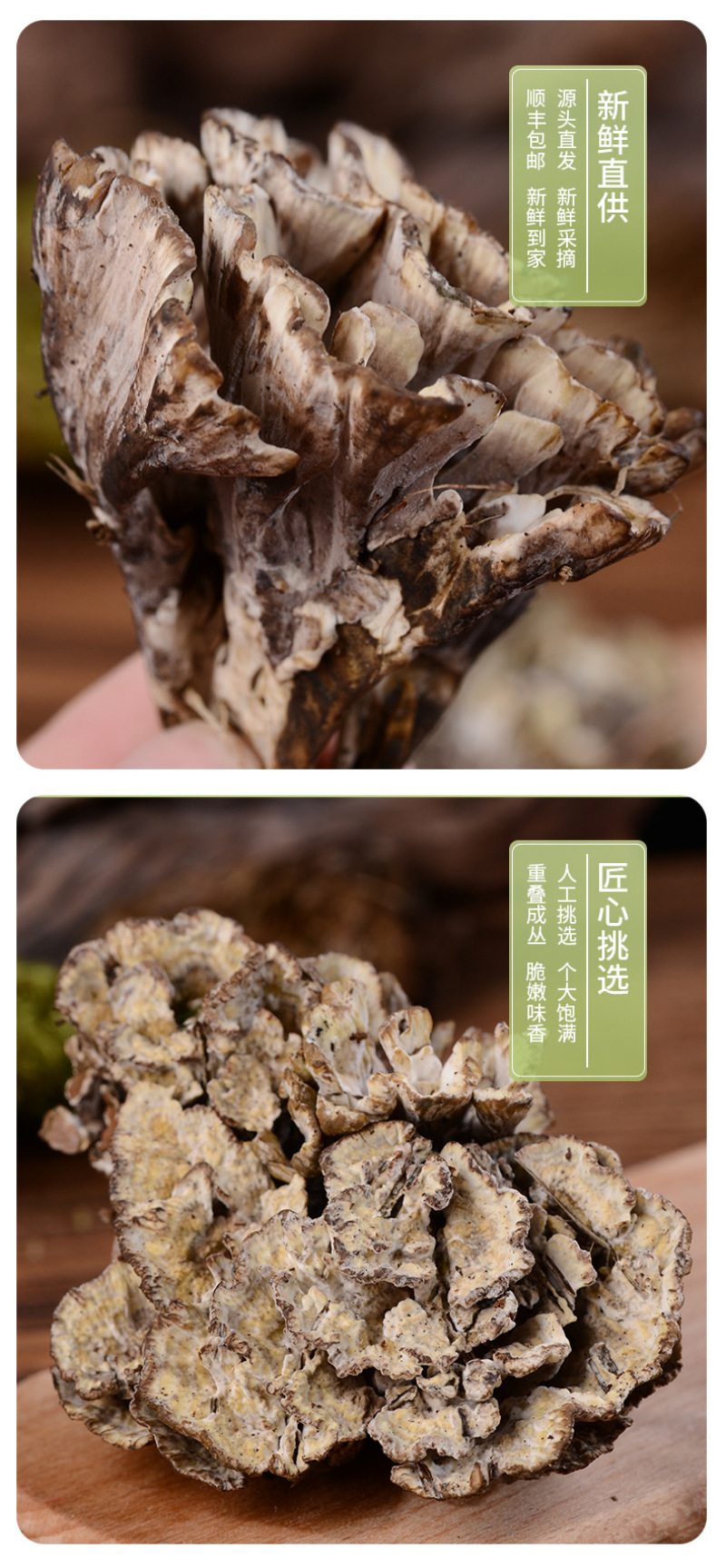 干巴菌