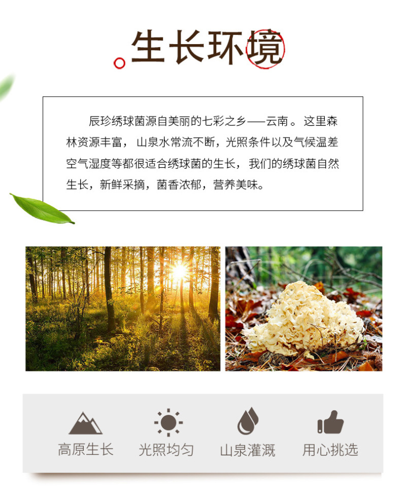 绣球菌