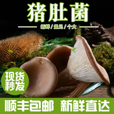猪肚菌产地供应云南猪肚菌散装土特产食用菌批发食用猪肚菌煲