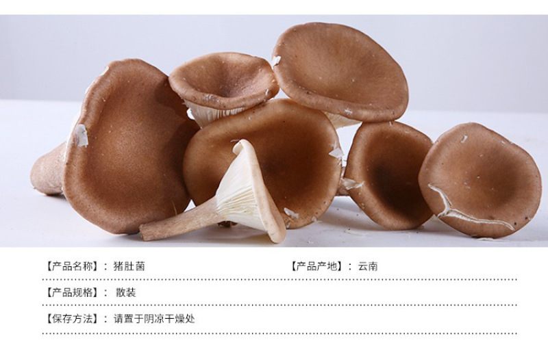 猪肚菌产地供应云南猪肚菌散装土特产食用菌批发食用猪肚菌煲