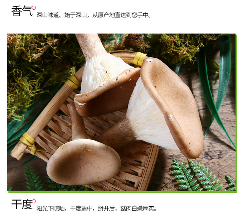 猪肚菌产地供应云南猪肚菌散装土特产食用菌批发食用猪肚菌煲