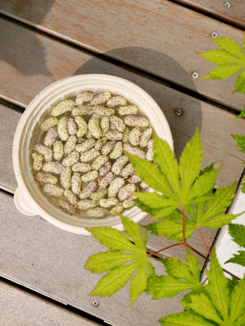 白玉王桑树苗品种纯正根系发达现挖现发