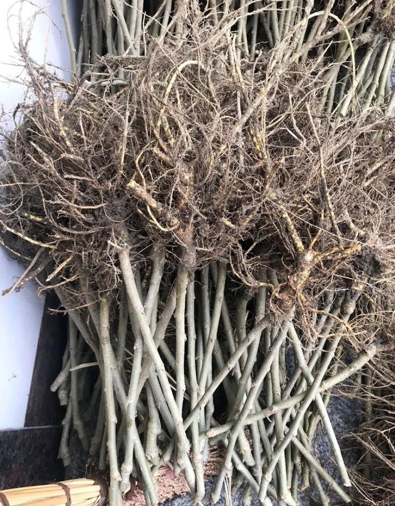 白玉王桑树苗品种纯正根系发达现挖现发
