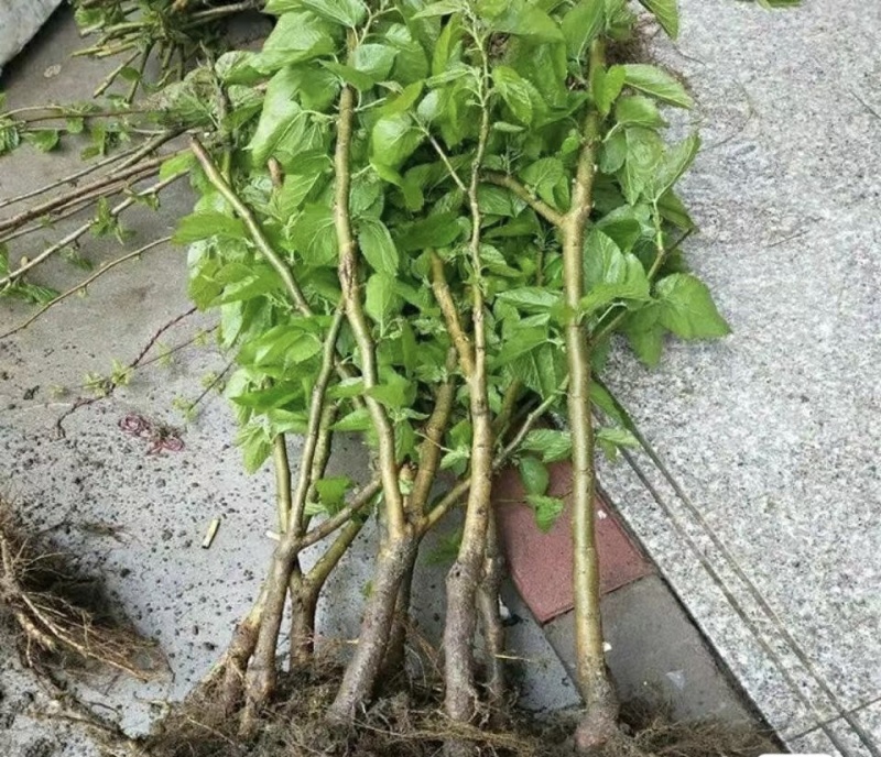 白玉王桑树苗品种纯正根系发达现挖现发