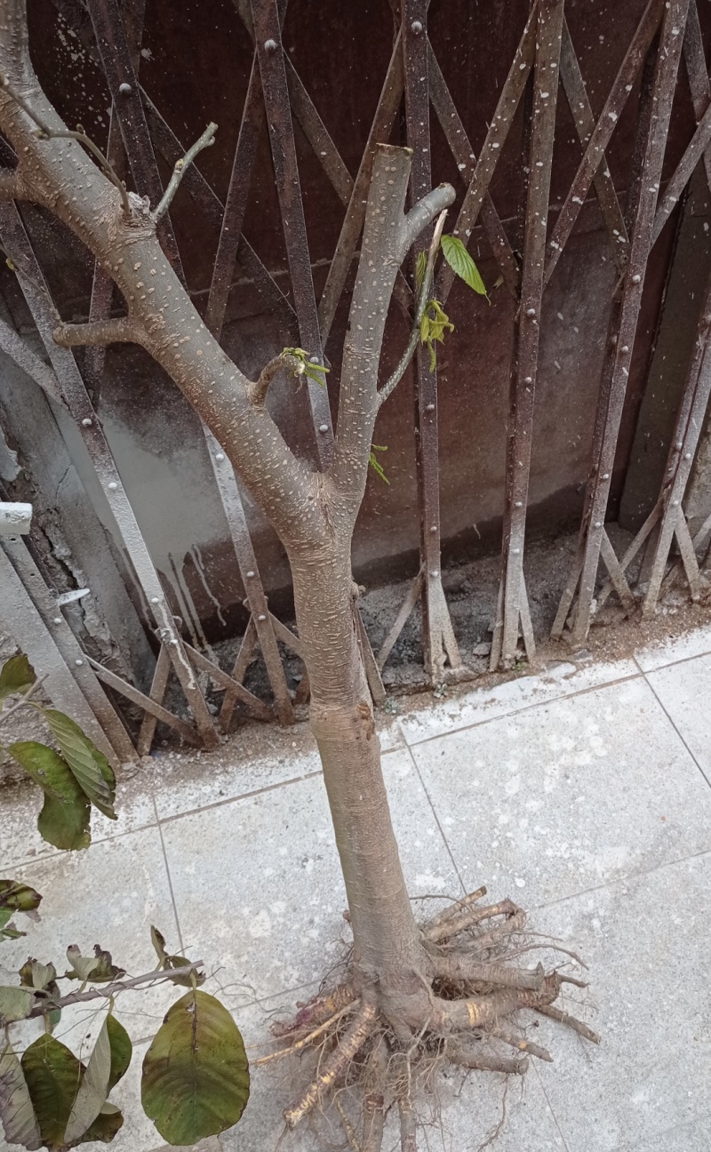 白玉王桑树苗品种纯正根系发达现挖现发