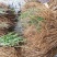 草桑苗品种纯正根系发达现挖现发保湿发货