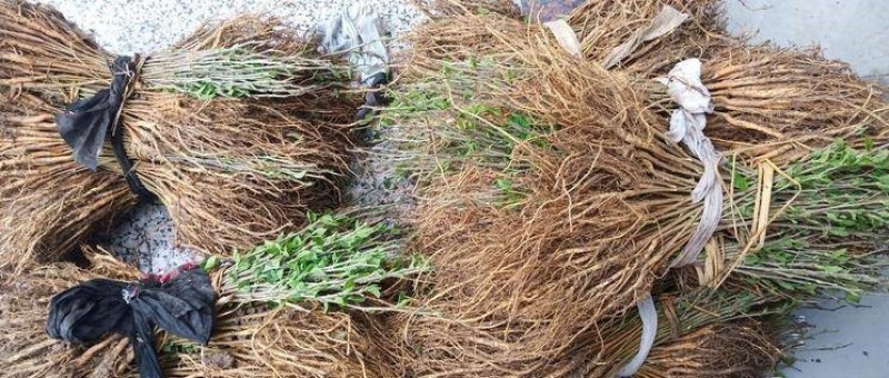 草桑苗品种纯正根系发达现挖现发保湿发货