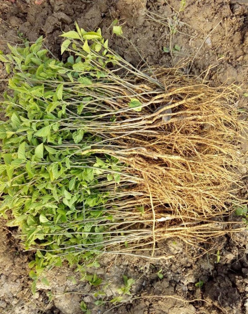 草桑苗品种纯正根系发达现挖现发保湿发货