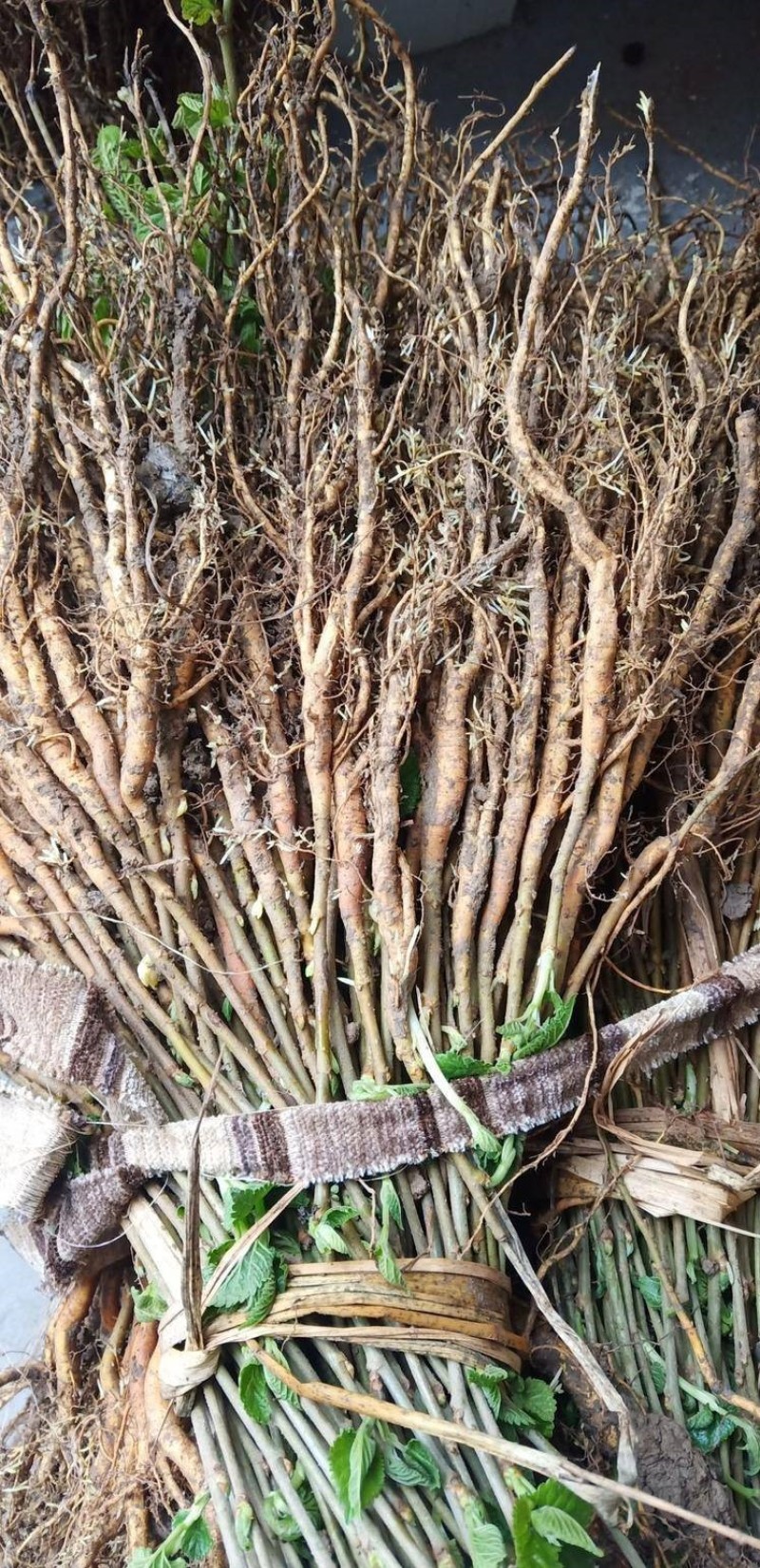草桑苗品种纯正根系发达现挖现发保湿发货