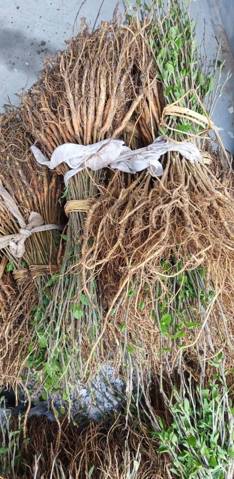 草桑苗品种纯正根系发达现挖现发保湿发货