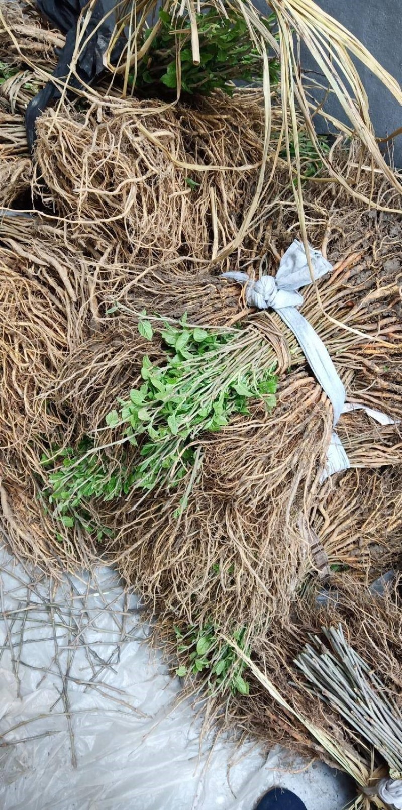 草桑苗品种纯正根系发达现挖现发保湿发货