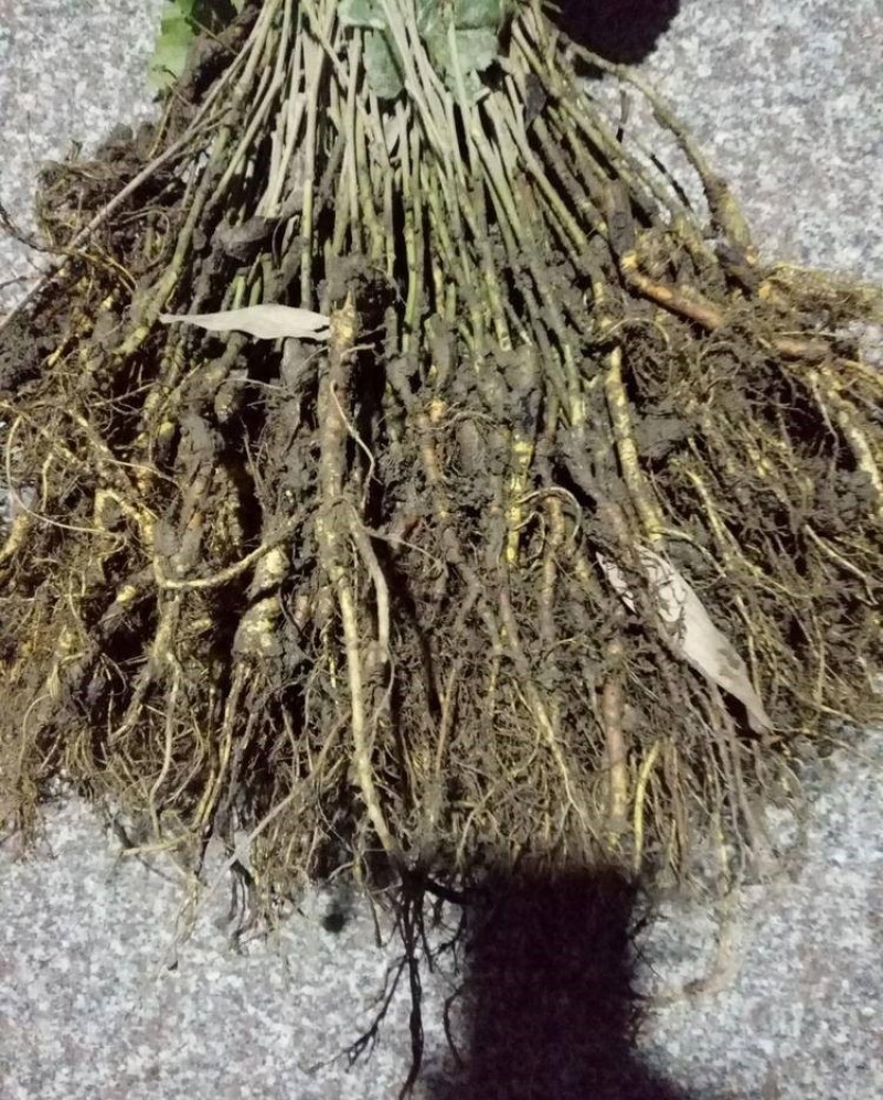草桑苗品种纯正根系发达现挖现发保湿发货